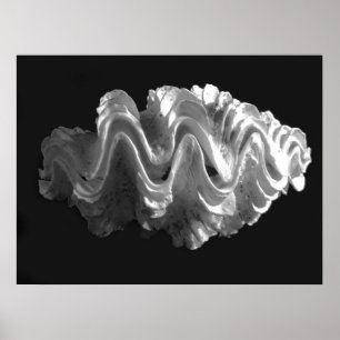 Pôster Squamosa Frilled gigante do Tridacna do Seashell