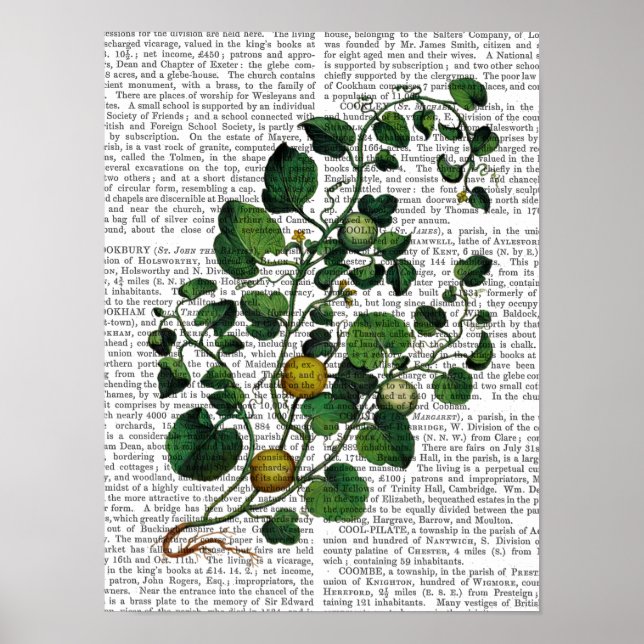 Poster Squash Vine 4 (Frente)