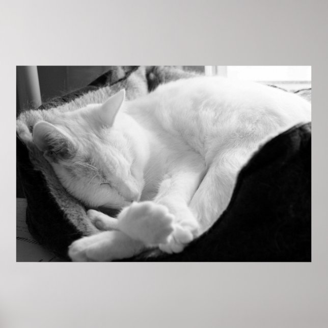 Pôster Squeak De Dormência (Frente)