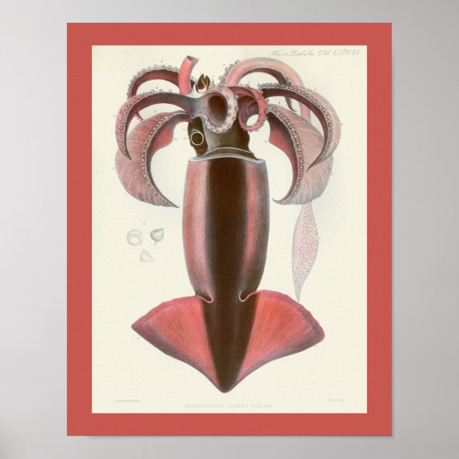 Poster Squid Purple Cephalopod Sea Creatures Art Print (Frente)