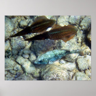 Pôster Squid Wannabe