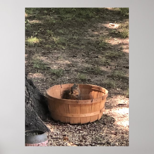 Poster Squirrel (Frente)