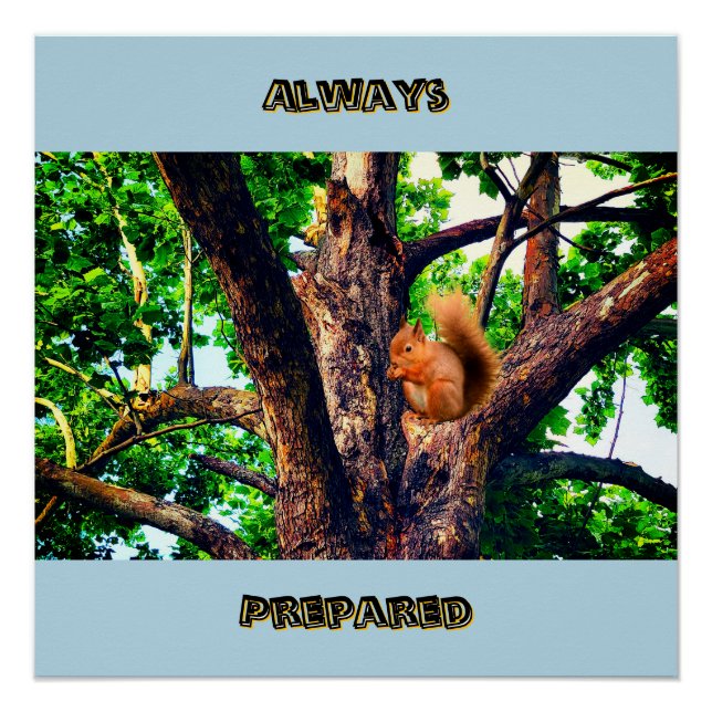 Pôster Squirrel Animal (Frente)