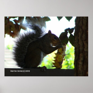 Poster Squirrel Eating Sunflower