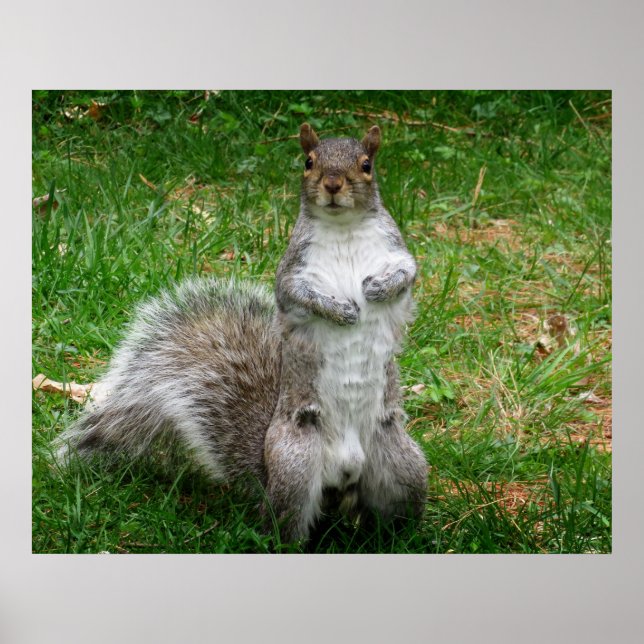 Poster Squirrel Standing (Frente)
