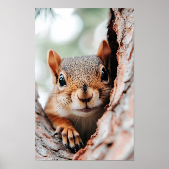 Poster Squirrel Wild Animal Loving Portrait  (Frente)