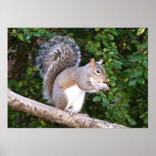 Pôster Squrrel que come o pão
