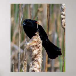 Poster Sr. Blackbird