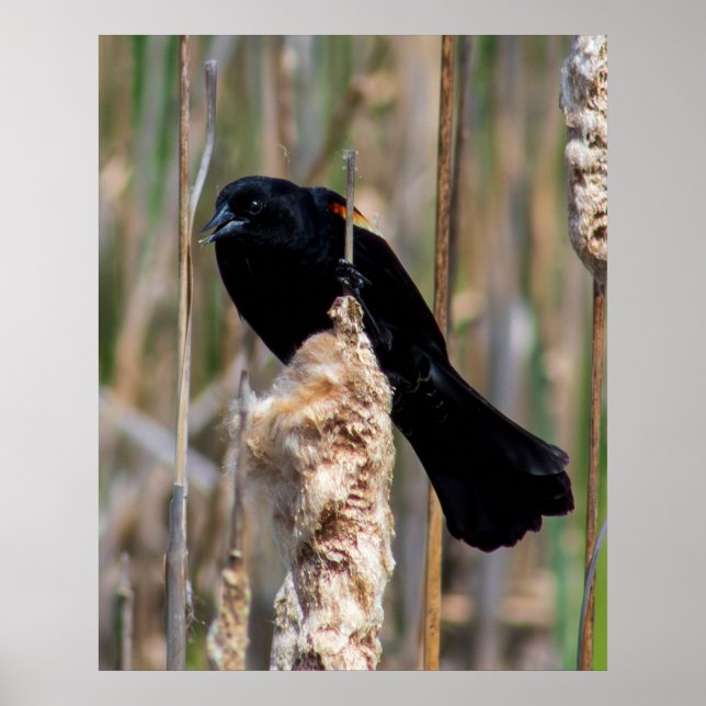 Poster Sr. Blackbird (Frente)
