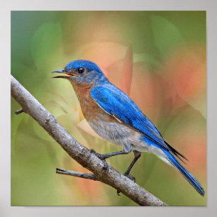 Pôster Sr. Bonito Bluebird