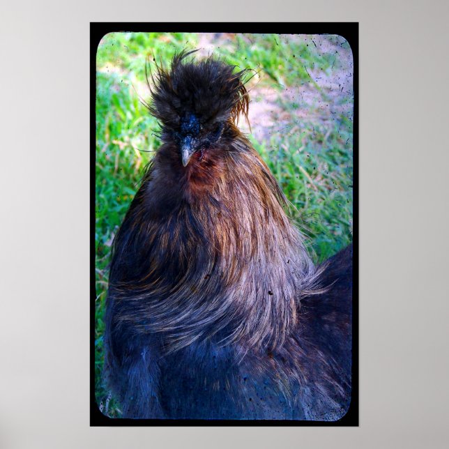 Poster Sr. Fluffy, o Galo Silkie (Frente)