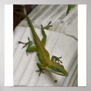 Poster Sr. Lagarto