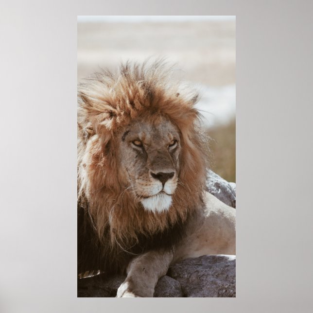 POSTER SR. LION (Frente)