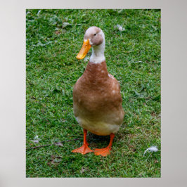 Poster Sr. Pato