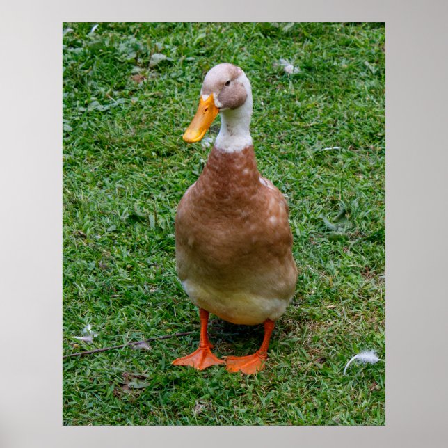 Poster Sr. Pato (Frente)