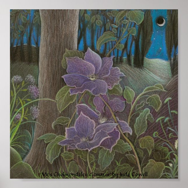 Pôster "Sra. Cholmondeley clematis by Moonlight" (Frente)