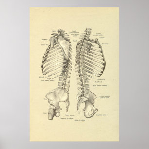 Poster Ssection transversal esqueletal humano do