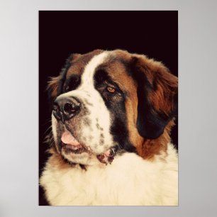 Pôster St Bernard