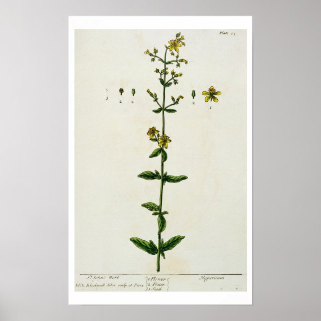Pôster St. John's Wort, plate 15 from 'A Curious Herbal', (Frente)