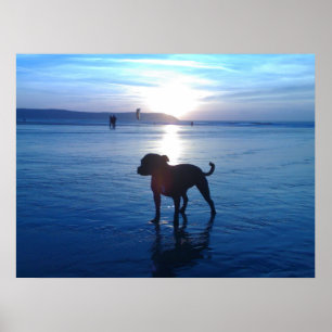 Pôster Staffordshire Bull Terrier