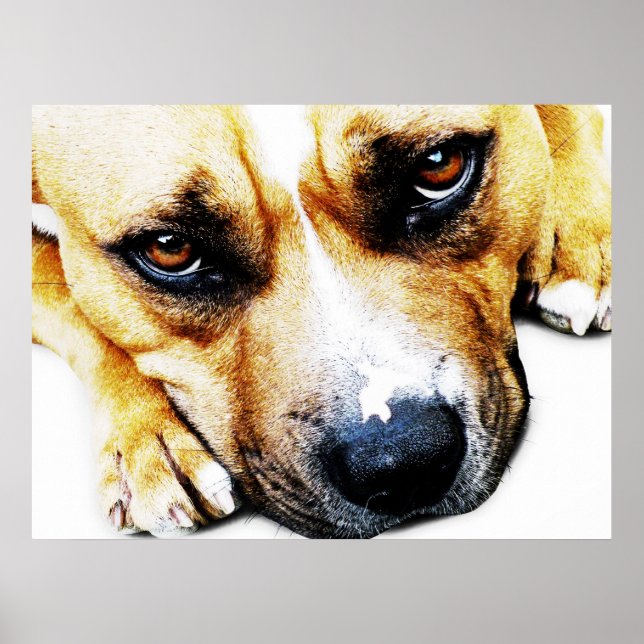 Poster Staffordshire Bull Terrier (Frente)