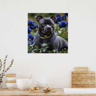 Poster Staffordshire Bull Terrier In Blue Rosa Garden