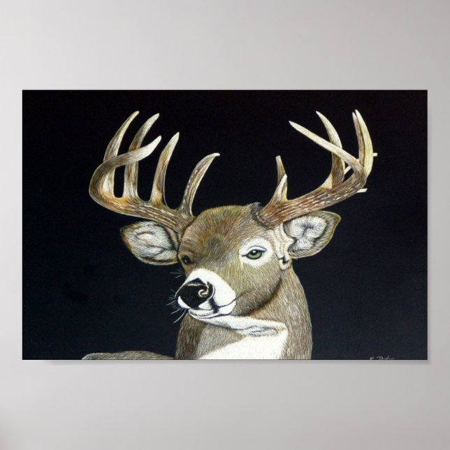 Poster Stag (Frente)