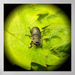Poster Stag Beetle , Beetles , Bug