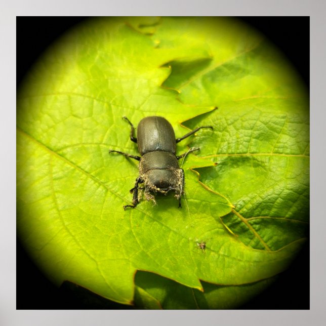 Poster Stag Beetle , Beetles , Bug (Frente)