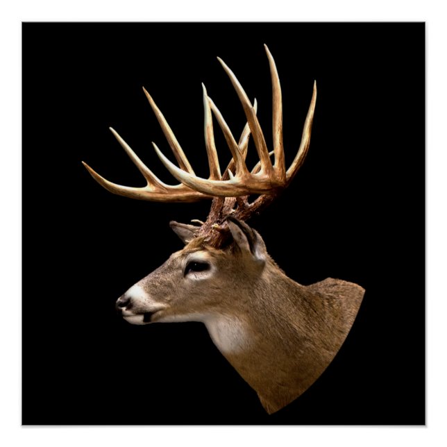 Pôster Stag Buck Deer (Frente)