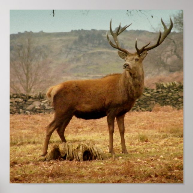 Pôster Stag Imperial (Frente)