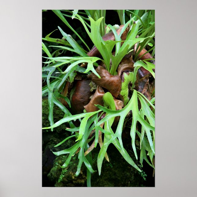 Pôster Staghorn Fern (Frente)