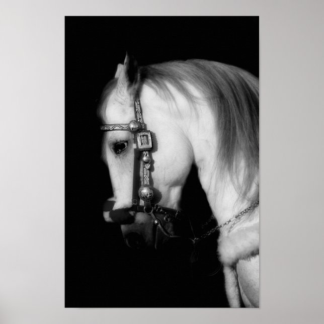 Pôster Stallion (Frente)