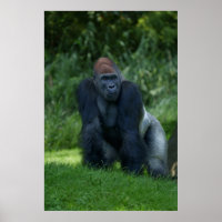 Stance de Silverback Gorilla