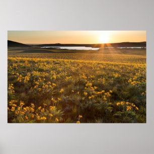 Poster Stand Of Arrofiraf Balsamroot Wildflower