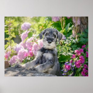 Poster Standard Schnauzer Puppy in a Flowering Garden