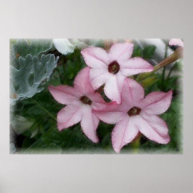 Poster Star Flowers Nicotania (Frente)