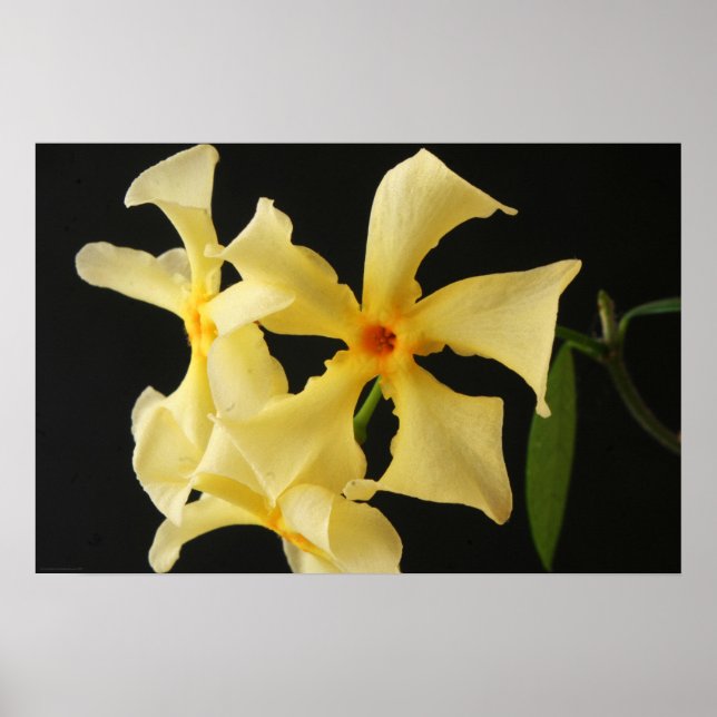 Poster Star Jasmine Flower Wapa (Frente)