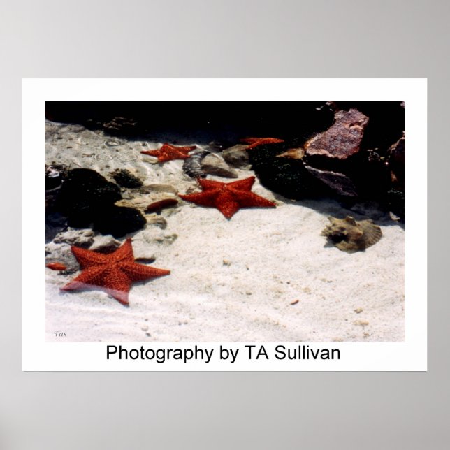 Pôster Star Light, Star Bright por TDGallery (Frente)