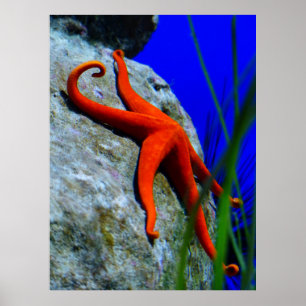 Pôster Starfish-452926 FOTOGRAFIA DE PEIXE VERMELHO BRILH