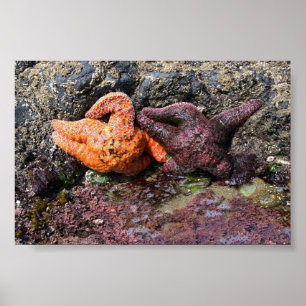 Poster Starfish de Bob Creek, OR