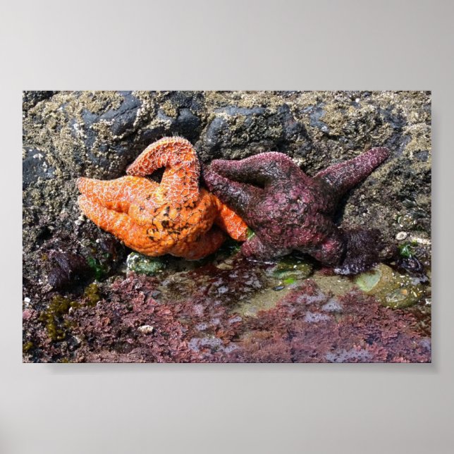 Poster Starfish de Bob Creek, OR (Frente)