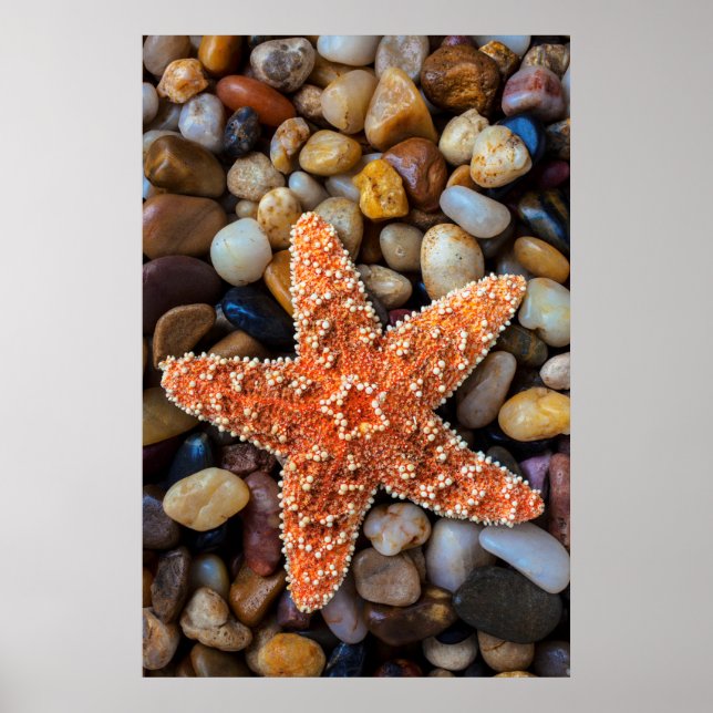 Poster Starfish Em Rochas (Frente)