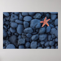 Starfish Em Rochas Pretas Ao Longo Da Costa | Islâ