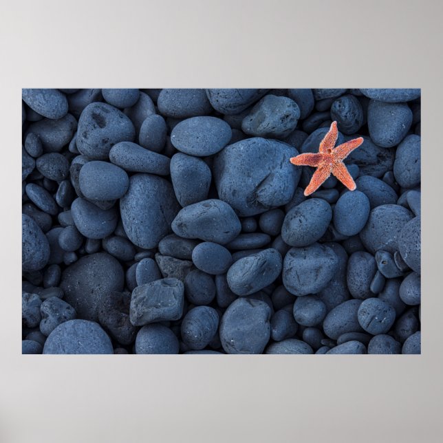 Pôster Starfish Em Rochas Pretas Ao Longo Da Costa | Islâ (Frente)