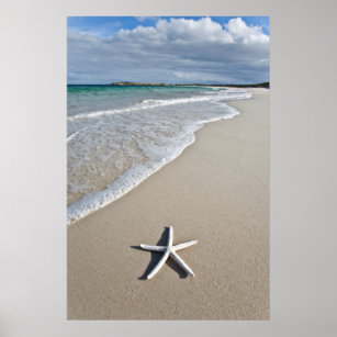 Poster Starfish Em Uma Praia Remota