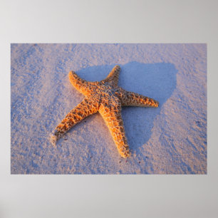Pôster Starfish On White Sand