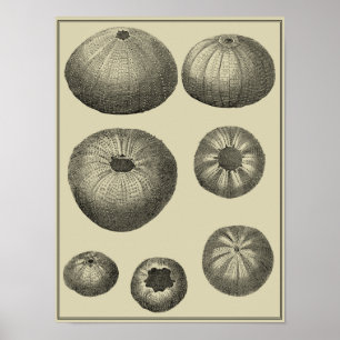 Pôster Starfish preto e branco