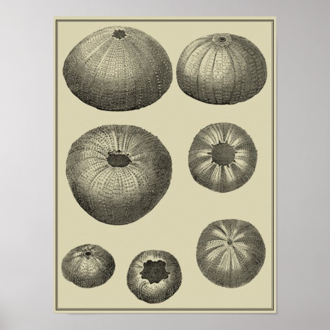 Pôster Starfish preto e branco (Frente)