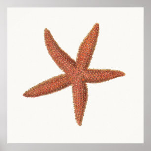 Poster Starfish - Sherman Denton Fish Lithograph